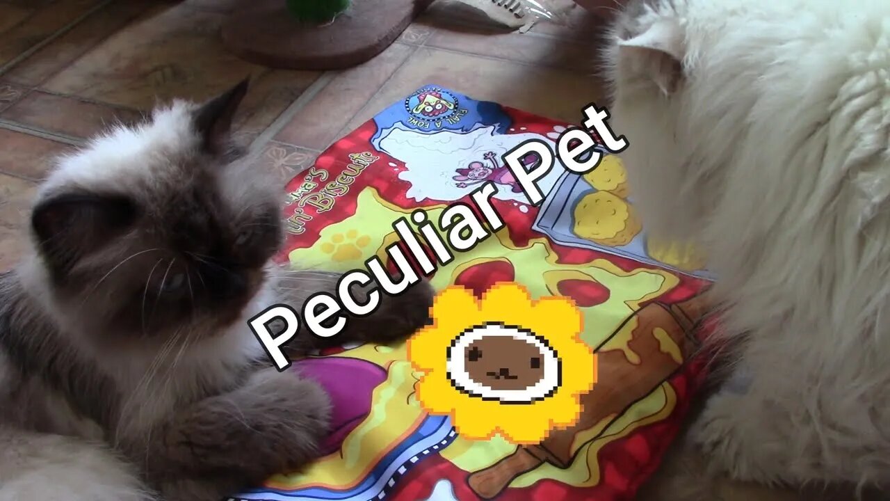 Peculiar Pet Box For Cats Unboxing May 2022 🌹