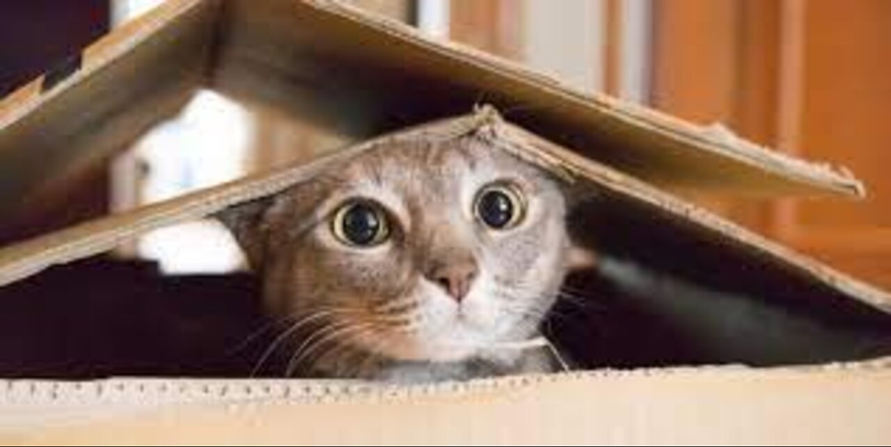Funny Cats laughing compilation TRY NOT TO LAUGH !!