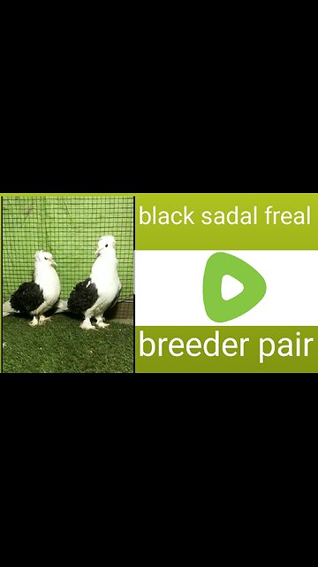 Black sadal feral breederpair pigeon beautiful
