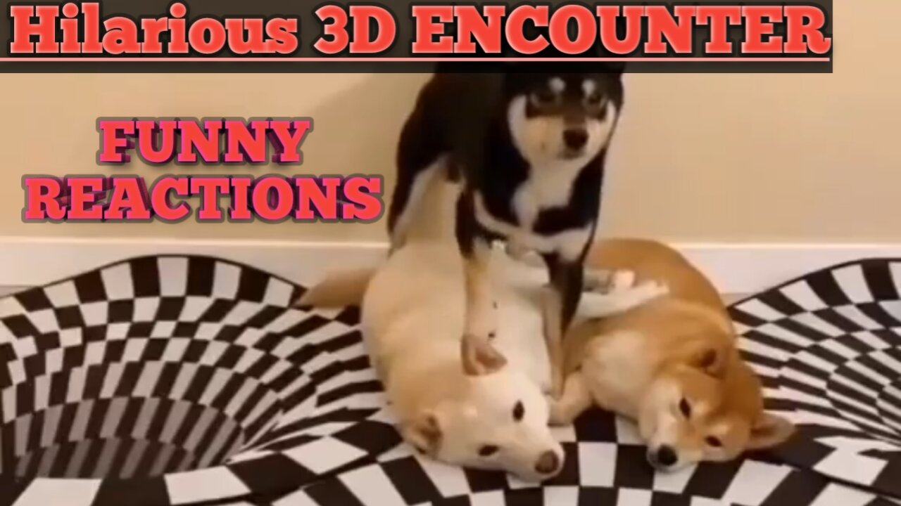 Hilarious 3D Mishaps: Dogs Dive into the Unknown!