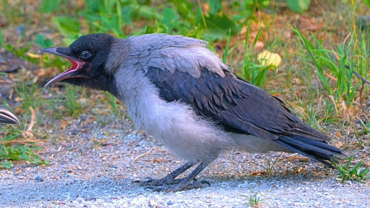 Loud Hooded Crow Fledgling CAWing for Food