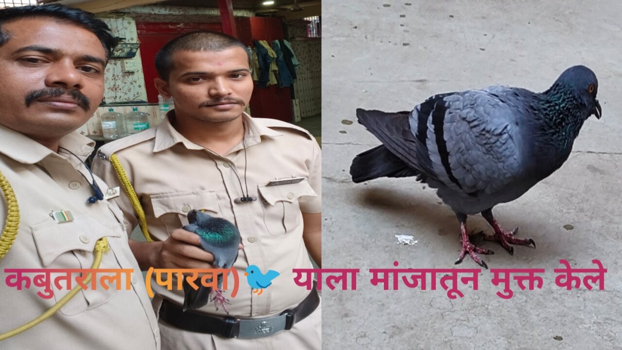 कबुतराला (पारवा)🐦 याला मांजातून मुक्त केले |