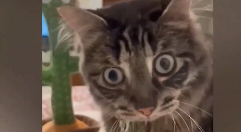 Videos of Cute and Funny Cats