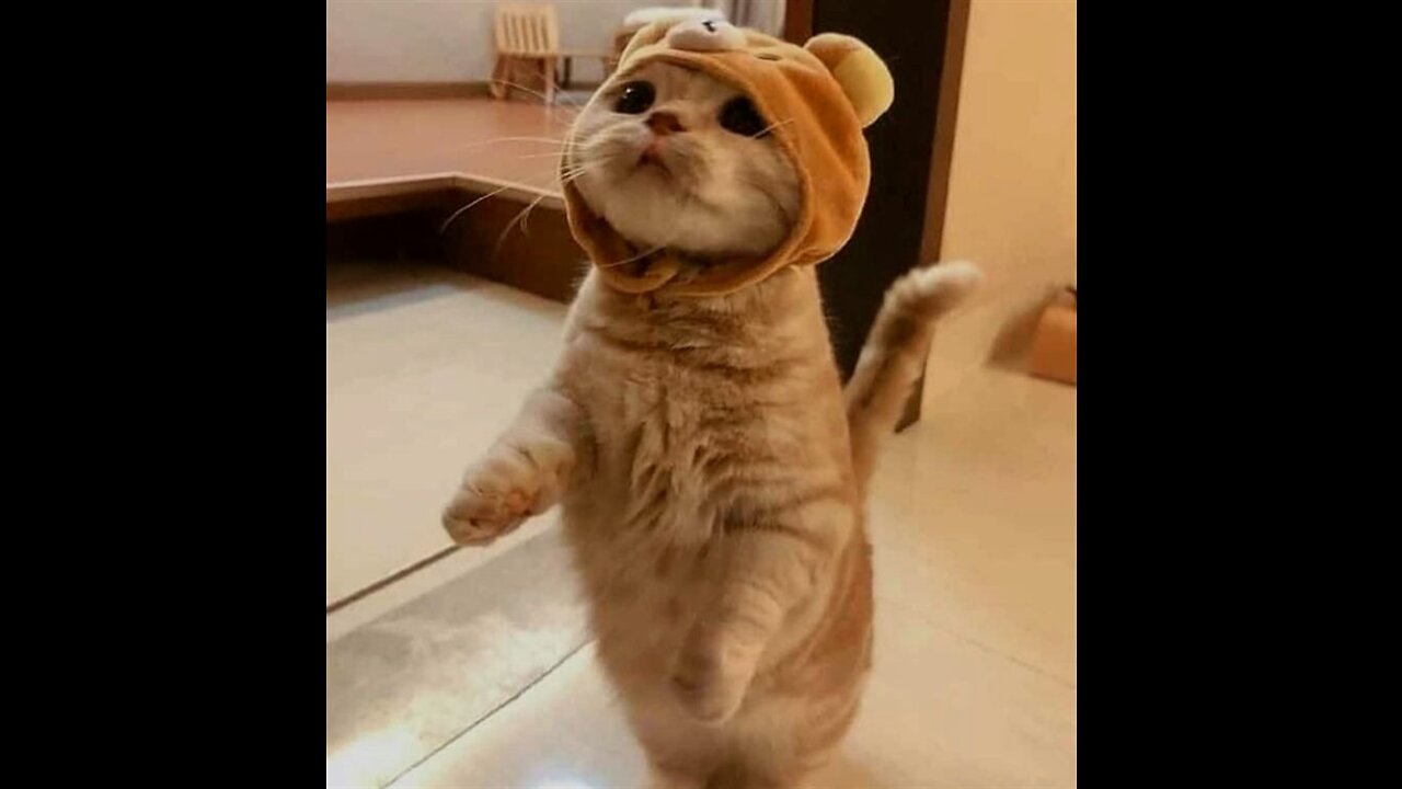 funny cats