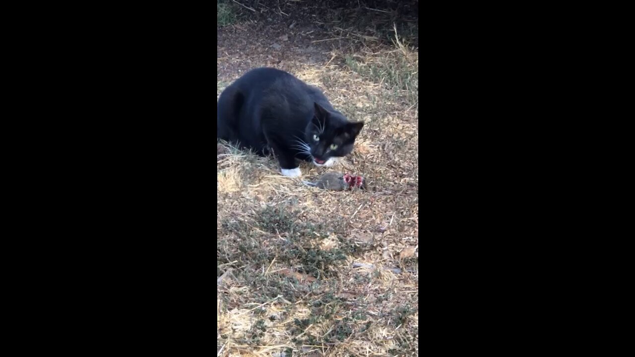 Cat Eating Rat