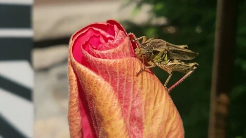 Grasshopper eats #shorts