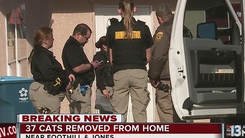 37 cats removed from home