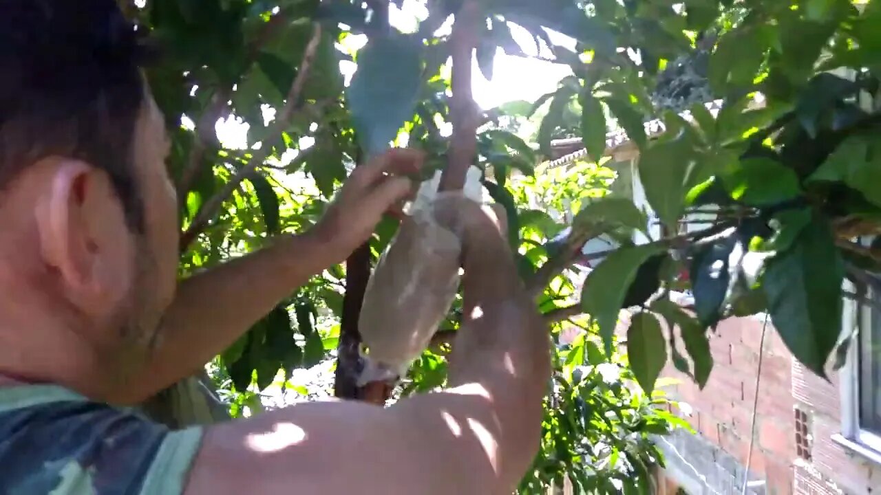 como fazer alporquia (abiu amarelo)