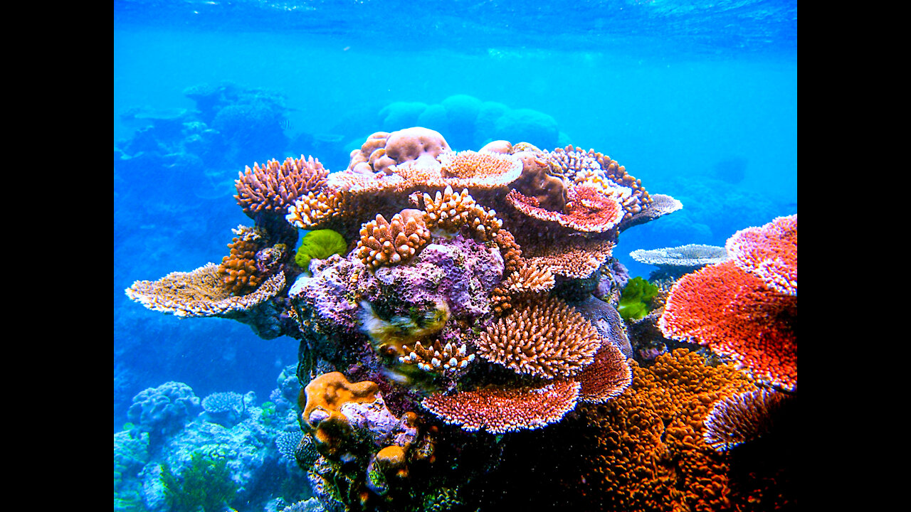 Beautiful Coral Types and Gorgons in The Caribbean Sea