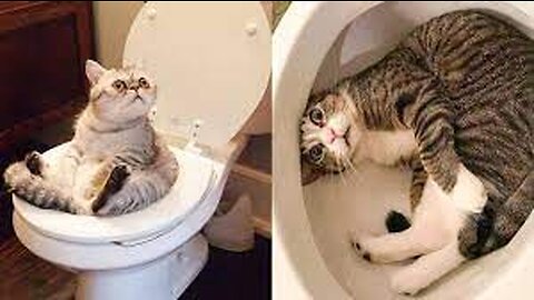 Try Not To Laugh Watching Funny Animals Compilation _ Funniest Animals Vines 2019