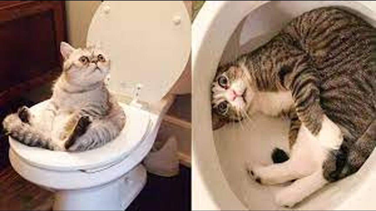 Try Not To Laugh Watching Funny Animals Compilation _ Funniest Animals Vines 2019