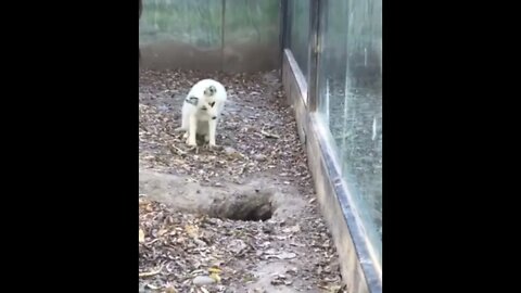 Lil Fox Loses His Friend