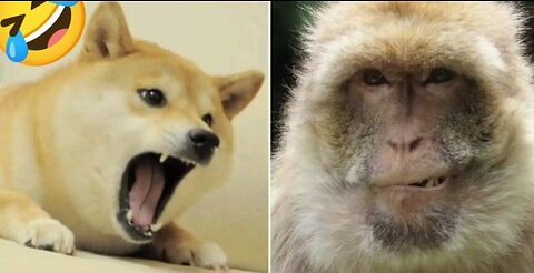 funny Dog and monkey funniest video ever