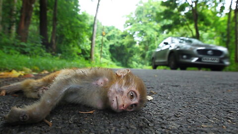 Monkey Pox virus was engineered and now has been weaponized and let out PROOF