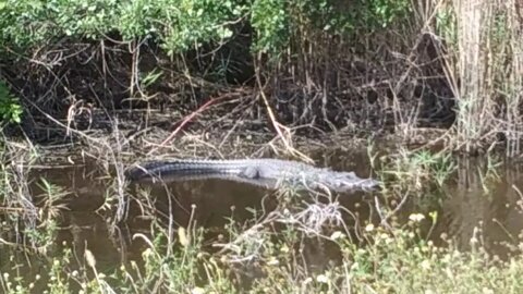 Large Gator in one of my fishing spots