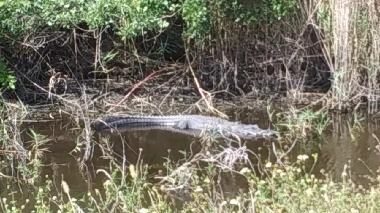 Large Gator in one of my fishing spots