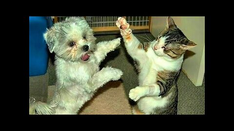 Funny animals - Funny cats dogs - Funny animal videos