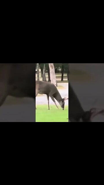 Bucks in the Yard #shorts