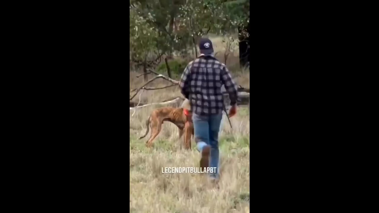 Man fought boxing 🥊 💥with a kangaroo to save his dog 🐕❤️❤️