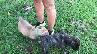 LonelyCreek puppies go to Granny's house