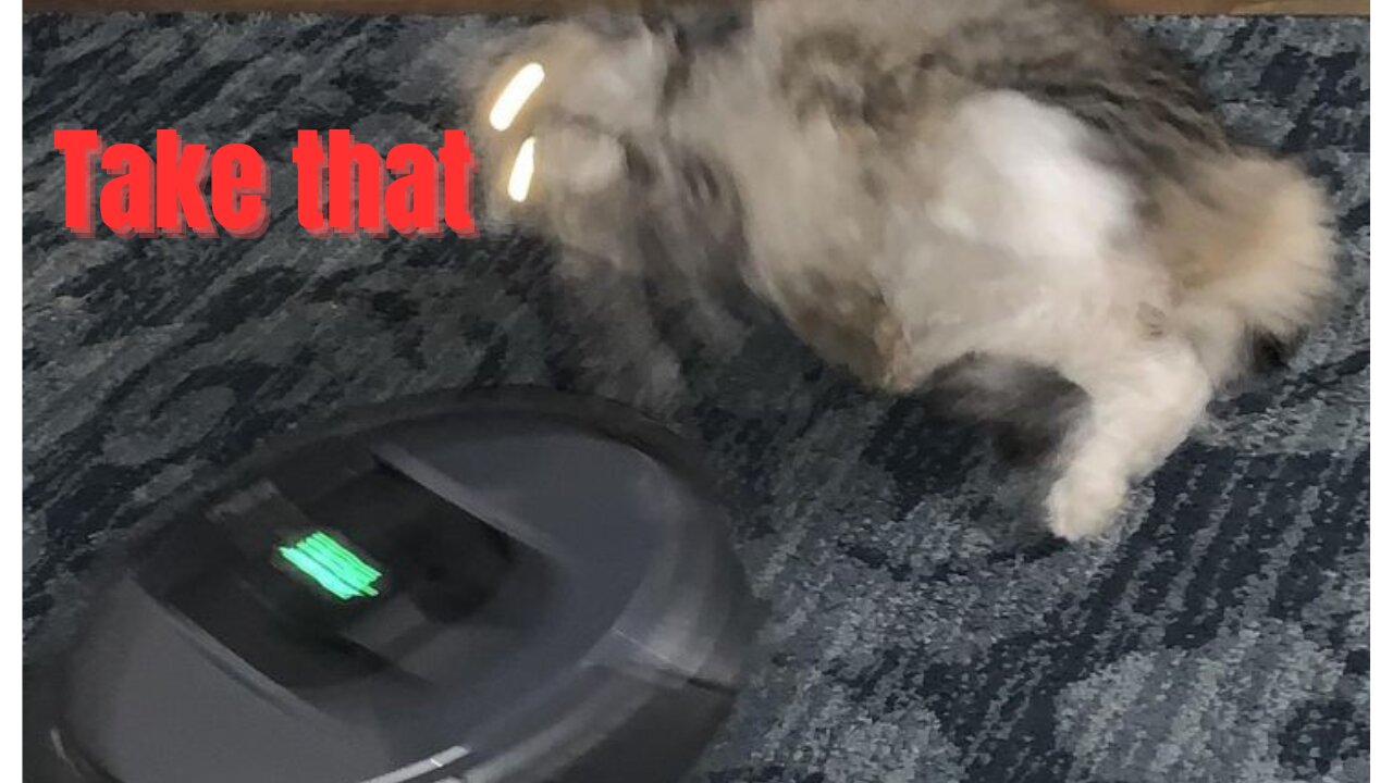 Cat vs Robot vacuum