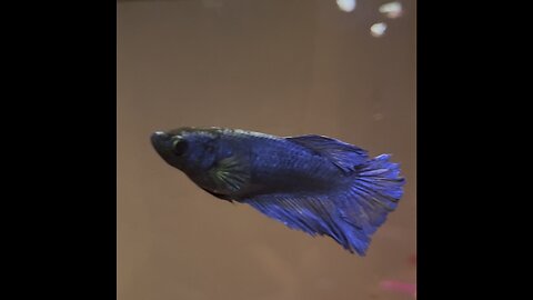 Blue female Betta