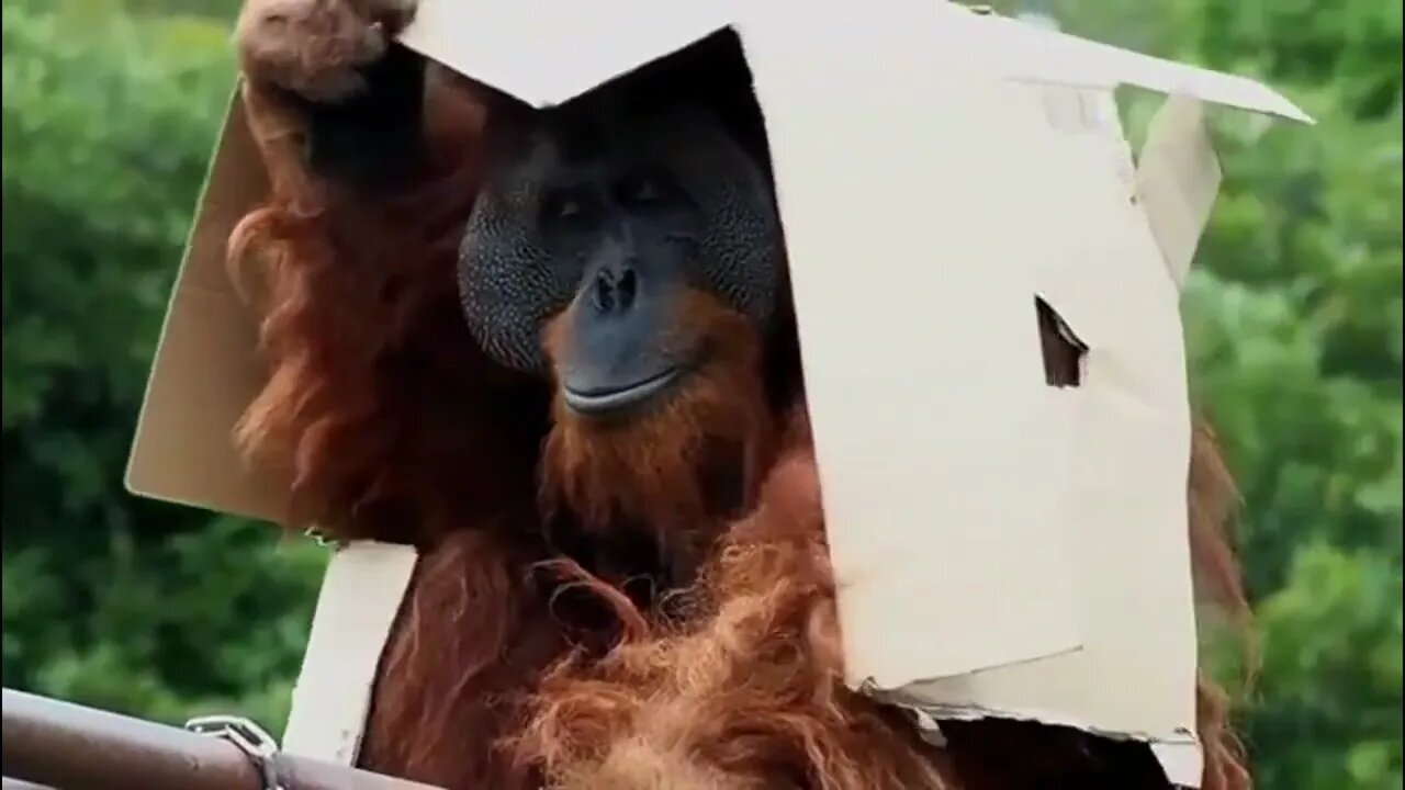 Orangutan chillin with a cardboard box on his head