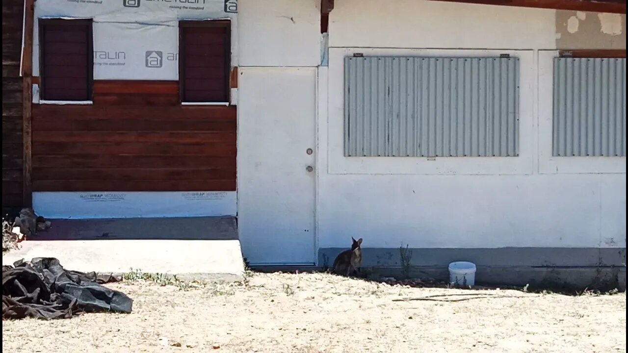 Rock Wallaby waiting for us at the door 21st November 2021