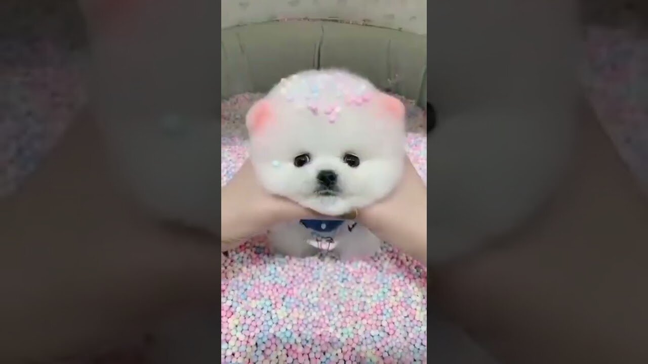 Cute Puppy ( Subscribe) pls ❤️#shorts @kidstvsongs#shortsfeed @Factualplayz_