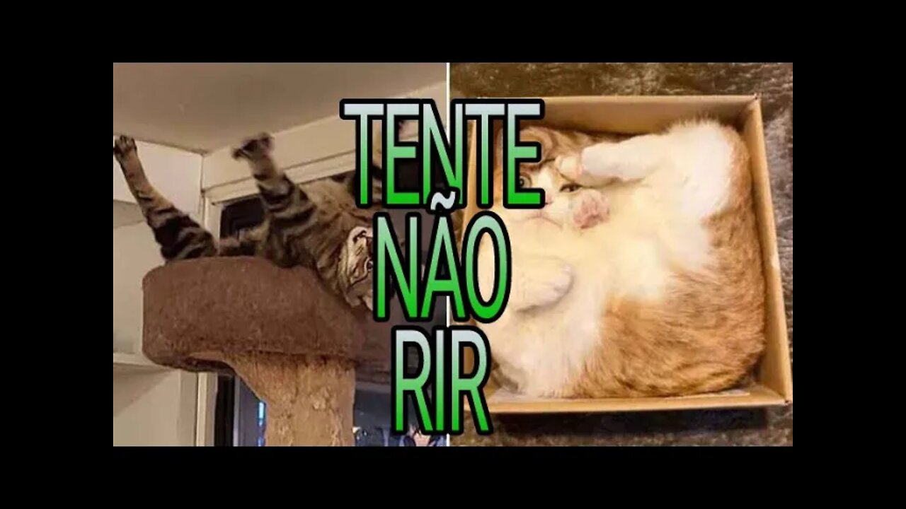 TENTE NÃO RIR - GATO CHEIO DE CATARRAPO 😆