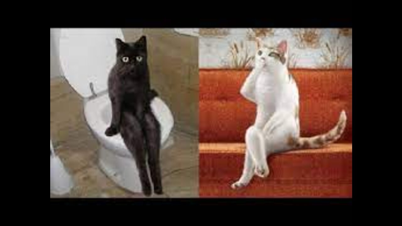 Must watch 🛑 Cat videos 2022 !!!! Beautiful cat 😻 YOGA CAT