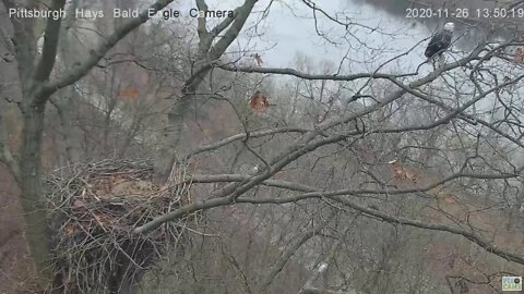 Hays Bald Eagle Dad gets swiped by a Hawk 2020 11 26 1:50PM