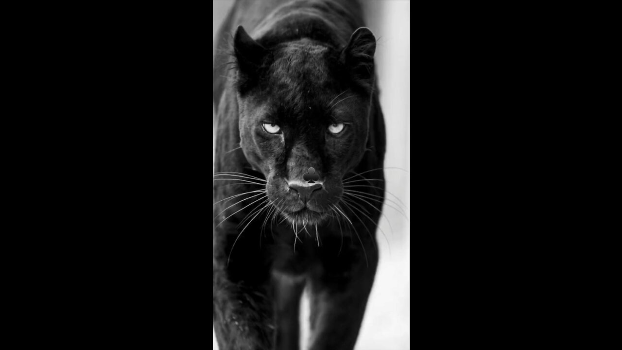 Tiger looks