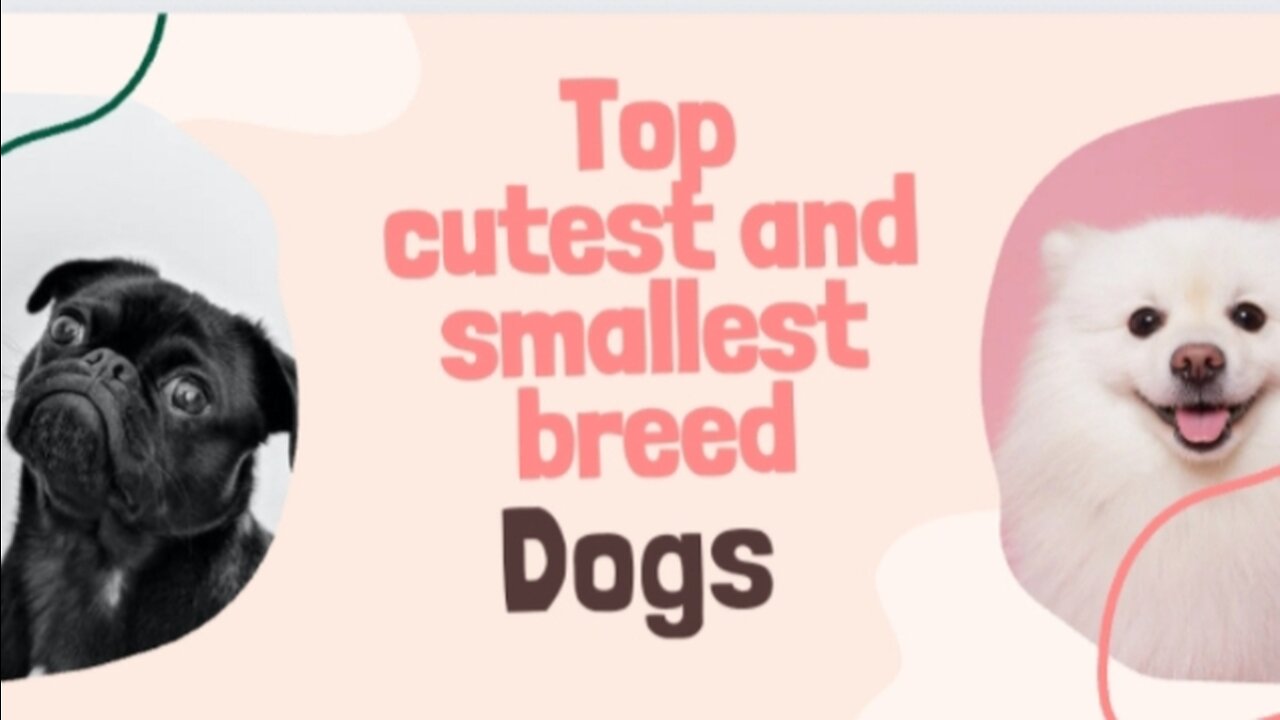 Top Cutest And smallest breed of dog