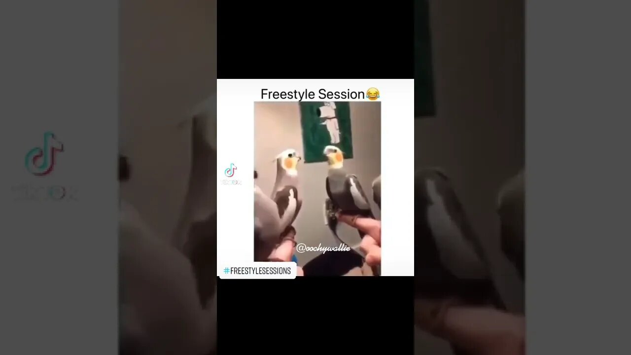 Freestyle session