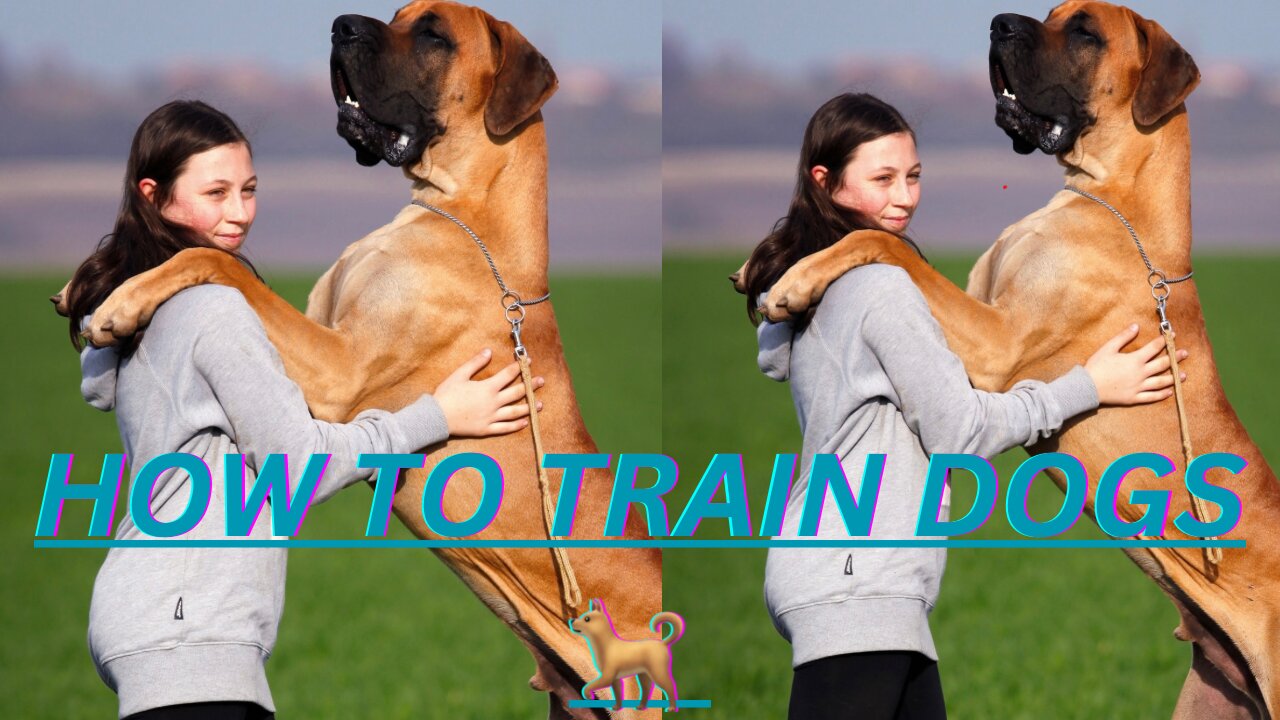 How to train dog 🐕 Comprehensive Guide to Dog Training: From Basics to Advanced Techniques"