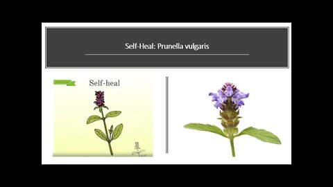 Prunella vulgaris - Self heal Benefits