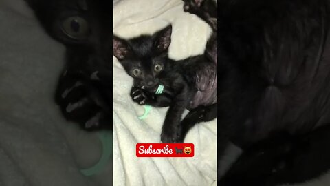 Our NEW BLACK RESCUE KITTY FLOSSING? 🐈‍⬛😻😂 #shorts #viral #tiktok