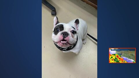 Niagara County SPCA advertises dog Ralphie as "terror," warns potential adopters