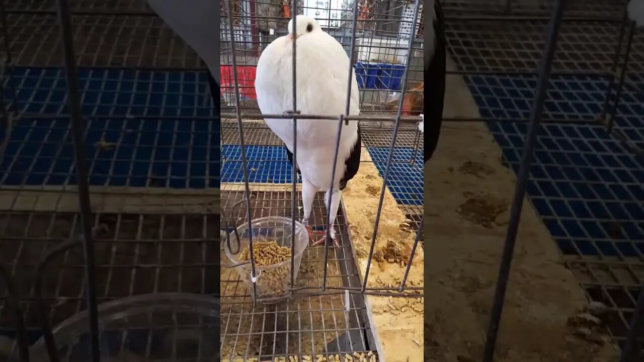 Trash Talking a Jailbird