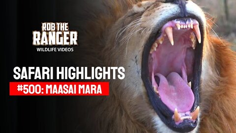 Safari Highlights #500: 30th September 2018 | Maasai Mara/Zebra Plains | Latest Wildlife Sightings