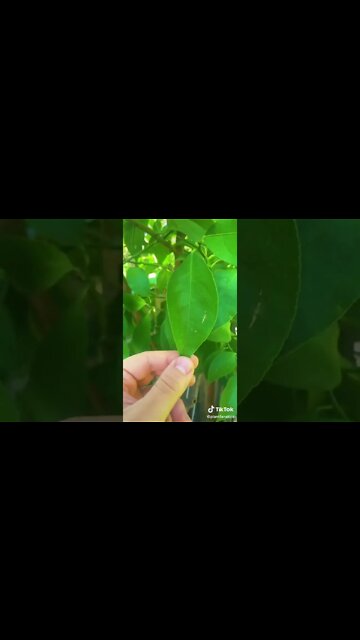 My 8 Year Old Seed Grown Lemon Tree!