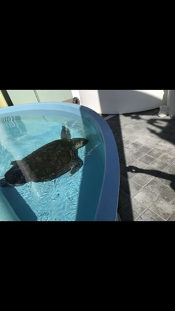 Sea turtles have a hard knock life. Rescue center makes it better