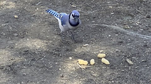 Blue Jay grab and go 2