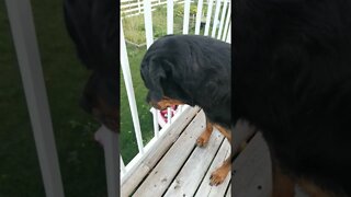 Rottweiler Watching You 🤣 #rottweiler #shorts 💖