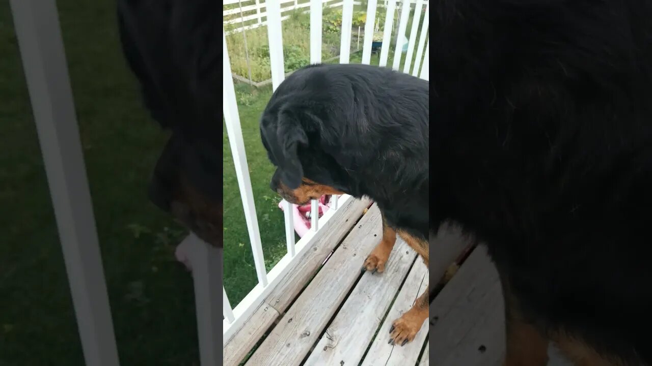 Rottweiler Watching You 🤣 #rottweiler #shorts 💖