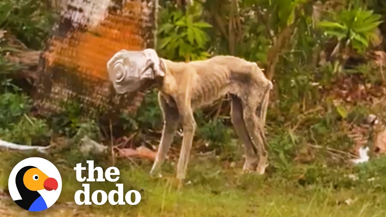 Stray Dog Had A Jar Stuck On Her Head For Weeks |