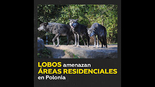 Aumenta la cantidad de lobos avistados en zonas residenciales de Polonia