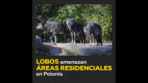 Aumenta la cantidad de lobos avistados en zonas residenciales de Polonia