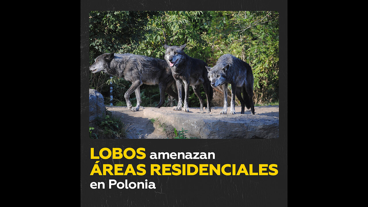 Aumenta la cantidad de lobos avistados en zonas residenciales de Polonia